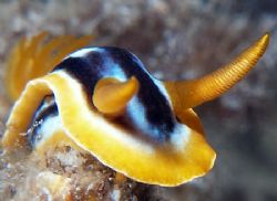 Close up of a Nudi taken at Sharksbay with E300. by Nikki Van Veelen 